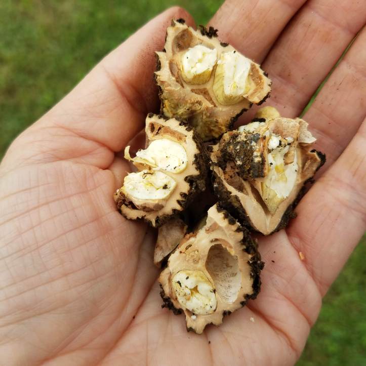 Bitter about the butter(nut)