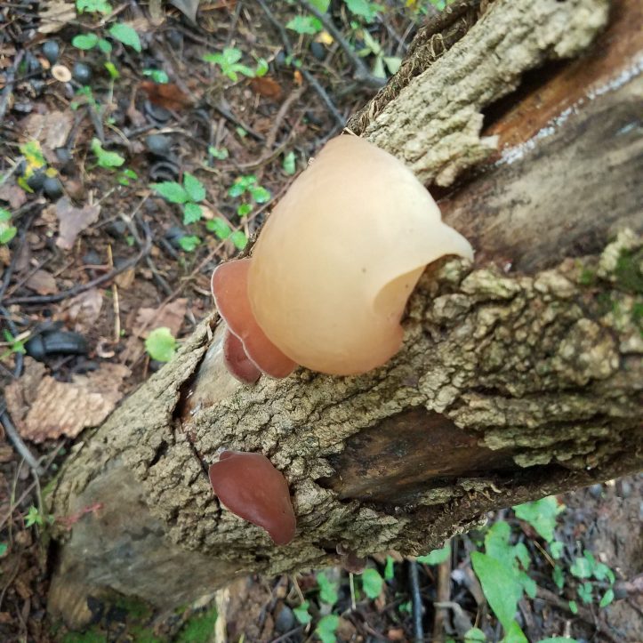 Wood Ear on a Dead Tree