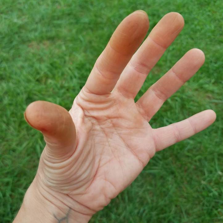 Yep, black walnut stains!