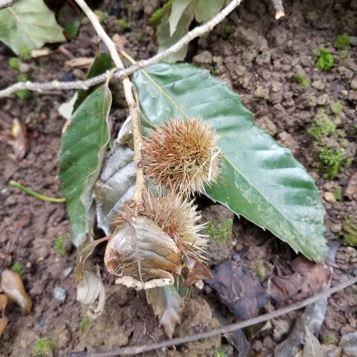 Chinkapin Branch with Burs