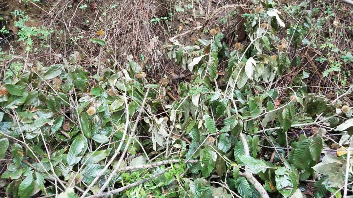 Allegheny Chinkapin Branches