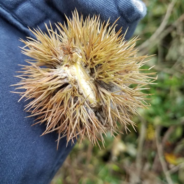 Chinkapin Bur