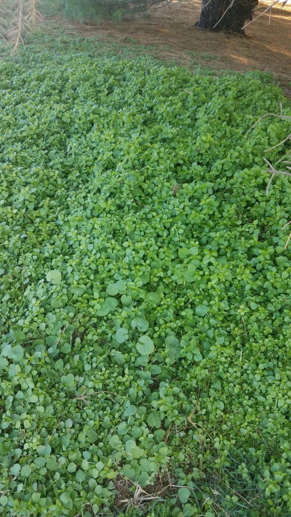 Fall Salad Garden Fall Salad Garden