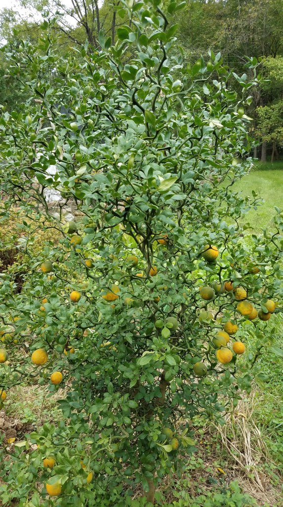 A citrus at Longcreek Homestead