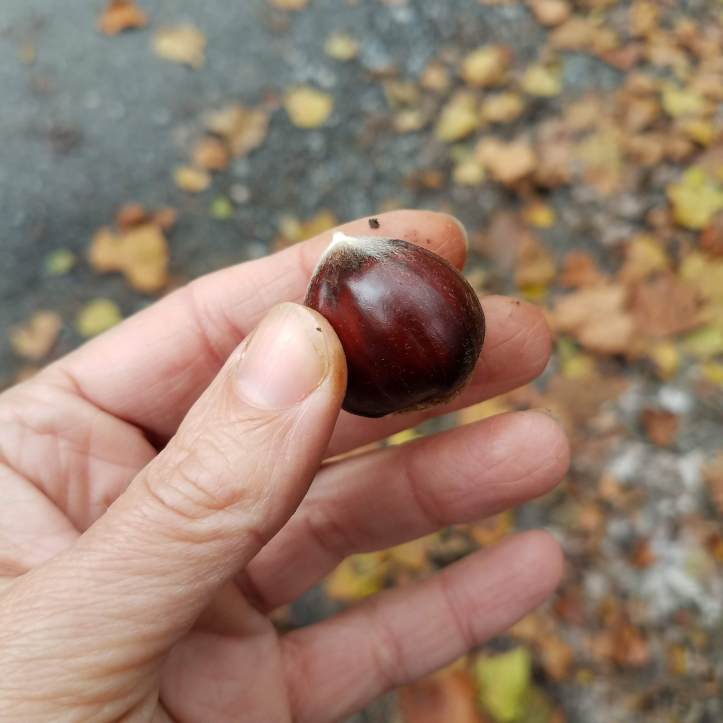 One Perfect Chinkapin Nut