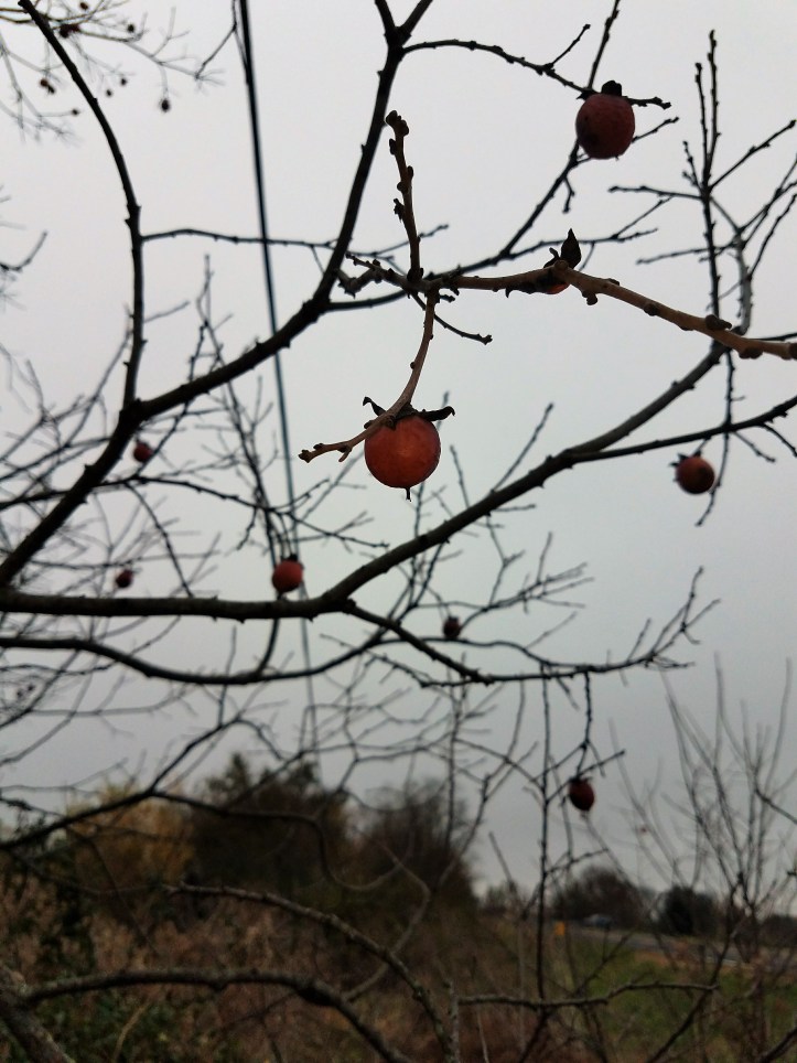 Spotting Persimmons in the Fall