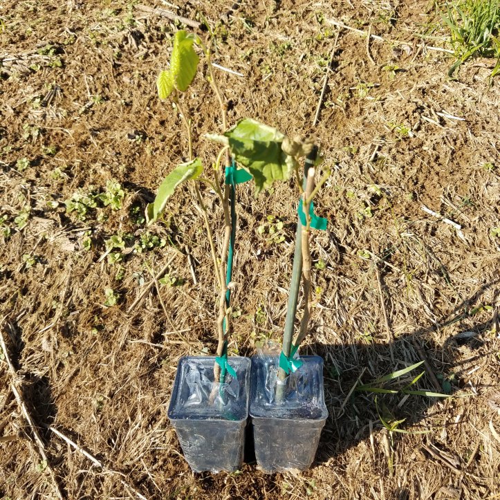 Thelma and Jeff, My Hazelnuts