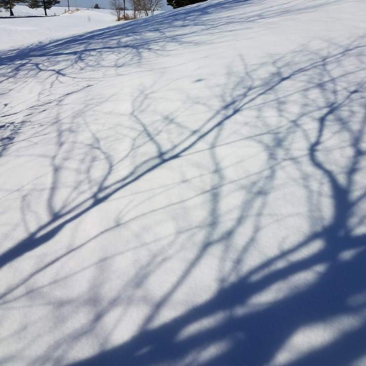 Dandelion (Taraxacum officinale) in the snow
