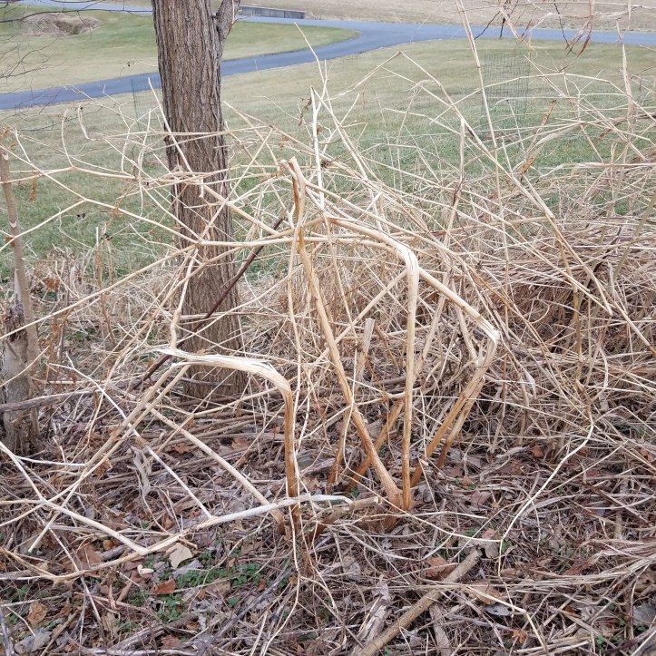 Bent Pokeweed Stalks