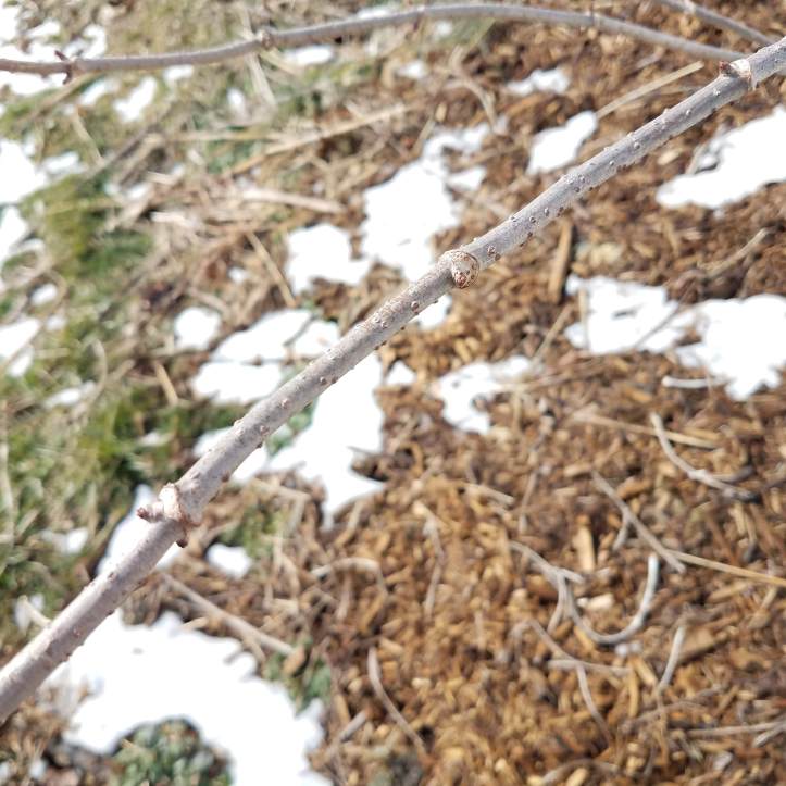 Elderberry in winter