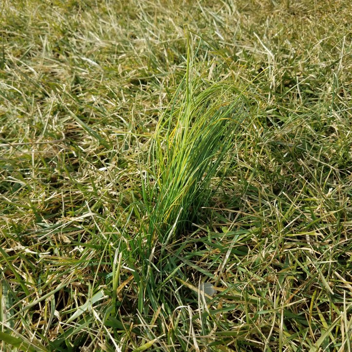 Field garlic stands out against the grass