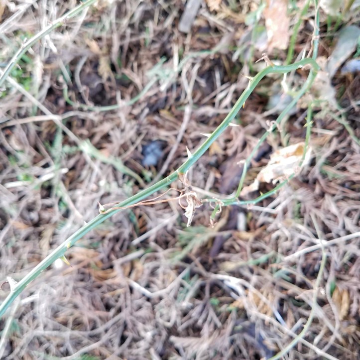 Greenbrier in the winter