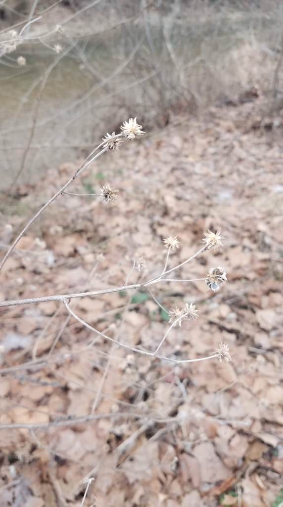 Jerusalem Artichoke Flowers in Winter