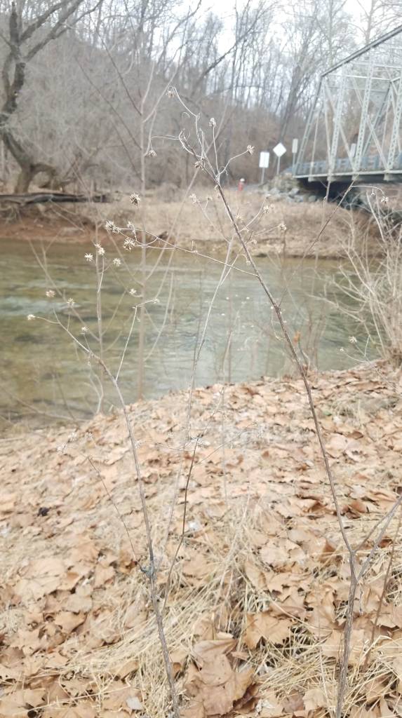 Jerusalem Artichoke Stalks in Winter