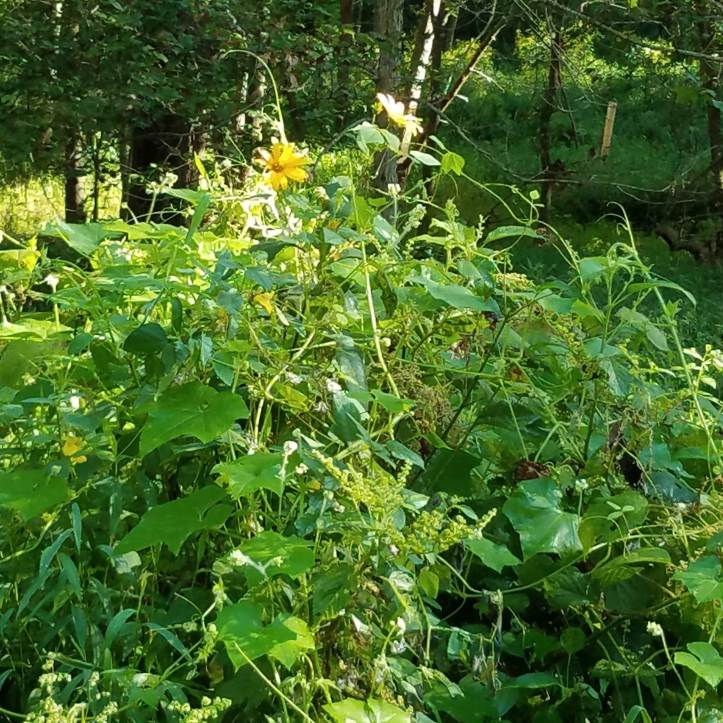 You can just see the Jerusalem artichoke flowers in this pile of weeds.