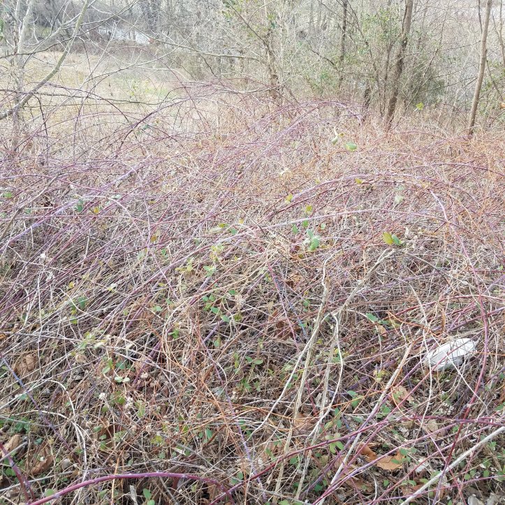 A tangle of brambles in the winter