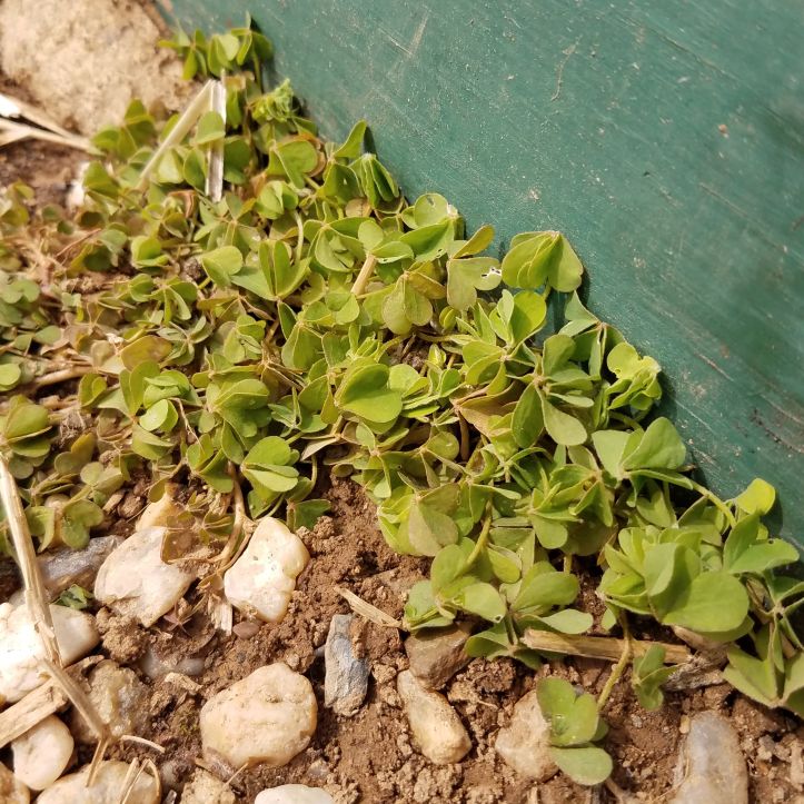 Wood sorrel (Oxalis acetosella)