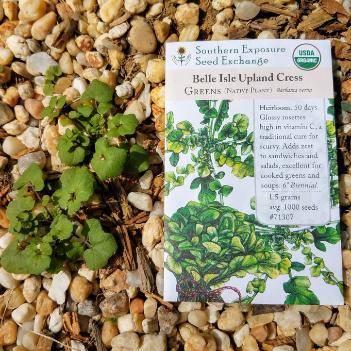 Belle Isle Cress ... or is it?