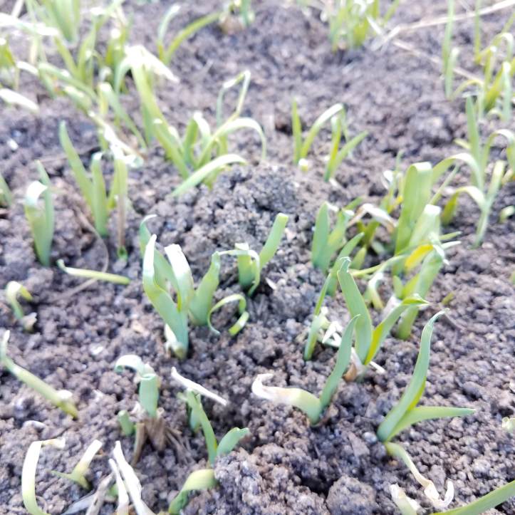Day lily shoots, harbingers of spring