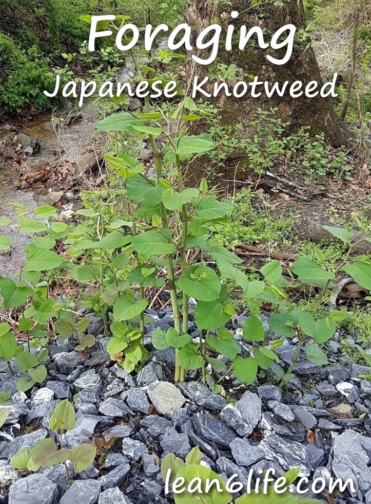 Foraging Japanese Knotweed