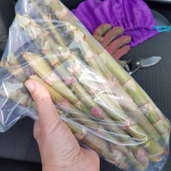 My first knotweed harvest