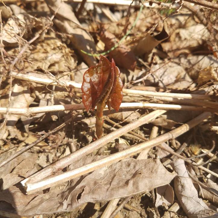 A Newly Emerged Knotweed Shoot