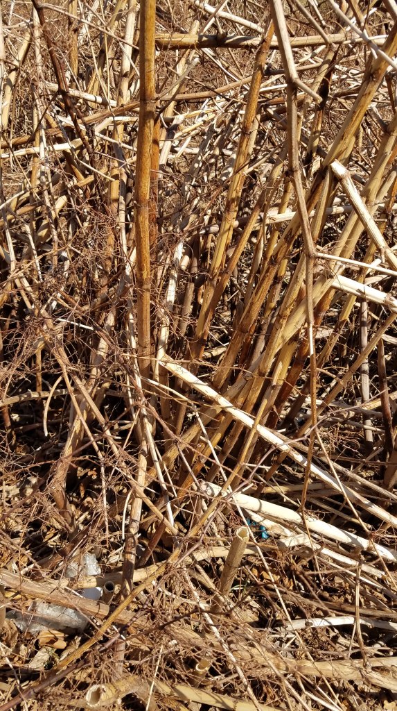 Dead Knotweed Stalks