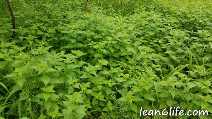 A carpet of stinging nettles
