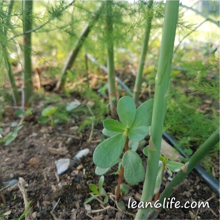 But wait, I like this weed...