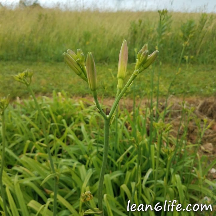 Daylily flower buds