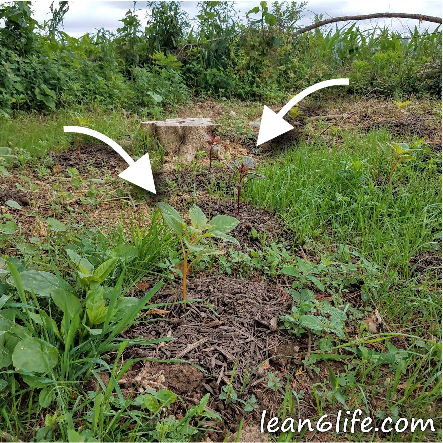 Amaranth among the weeds