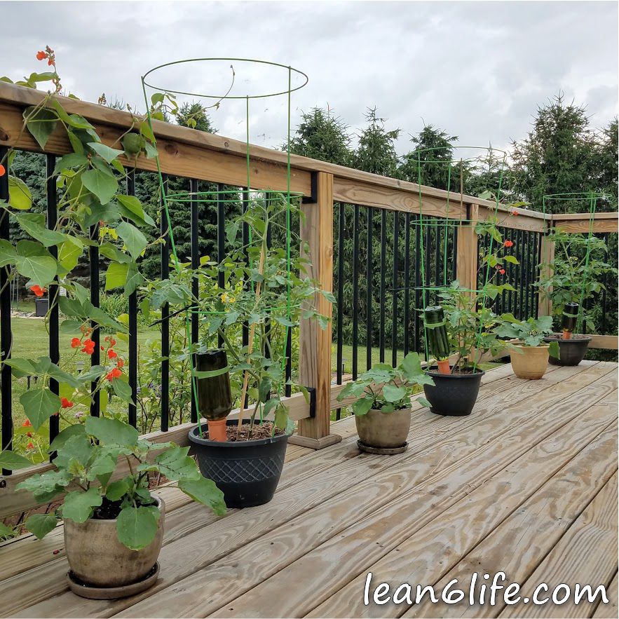 Tomatoes and eggplant in containers, flanked by scarlet runner beans