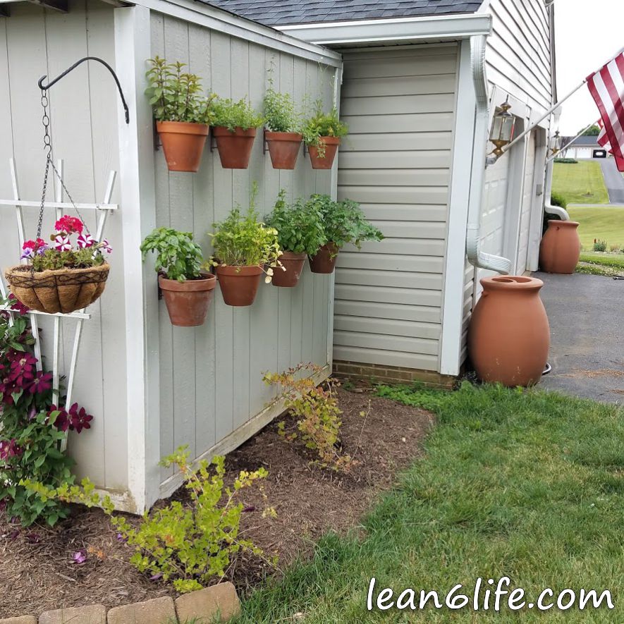 Herb wall with gooseberries beneath