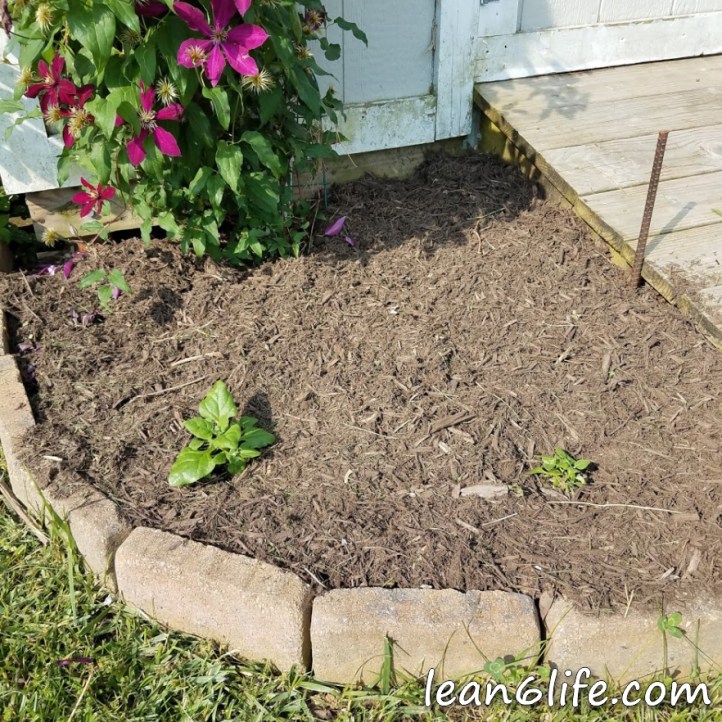 The New Zealand spinach is finally large enough to plant!