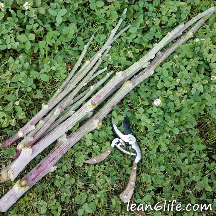 Harvested Burdock Stalks