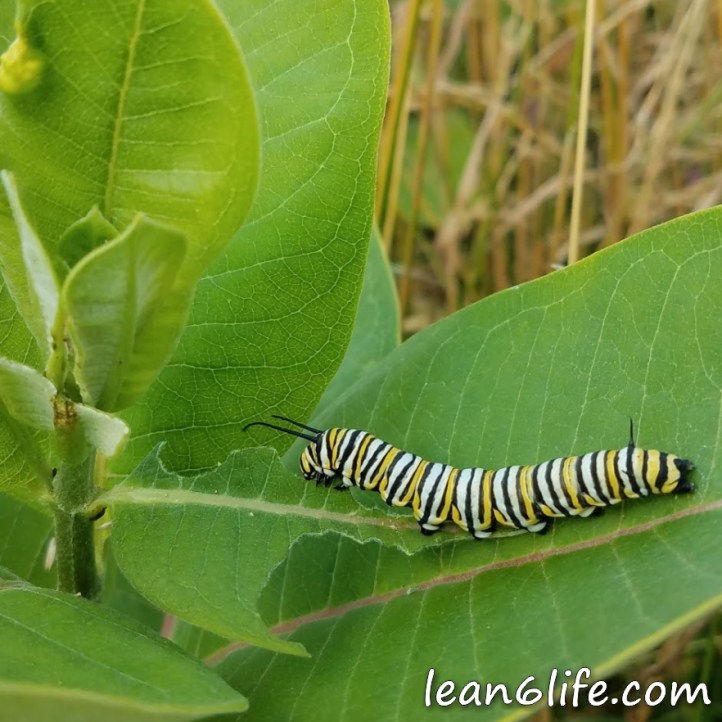 Poor lonely monarch baby