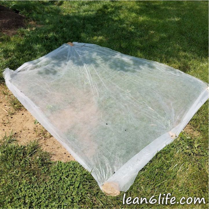 A failed attempt to catch mulberries as they fell