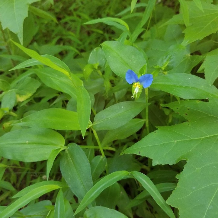 Asiatic dayflower