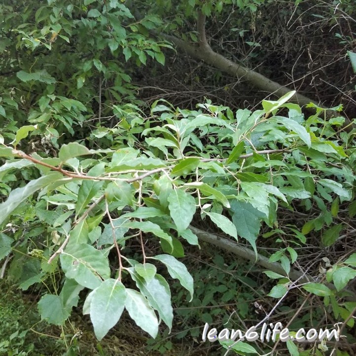 Bare autumn olive branch