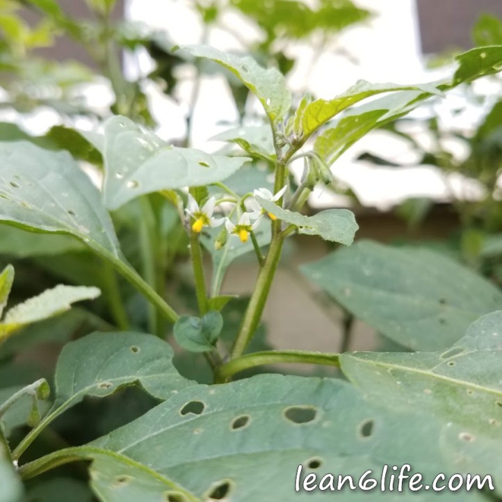 Black nightshade flowers
