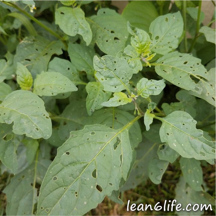 Black nightshade leaves