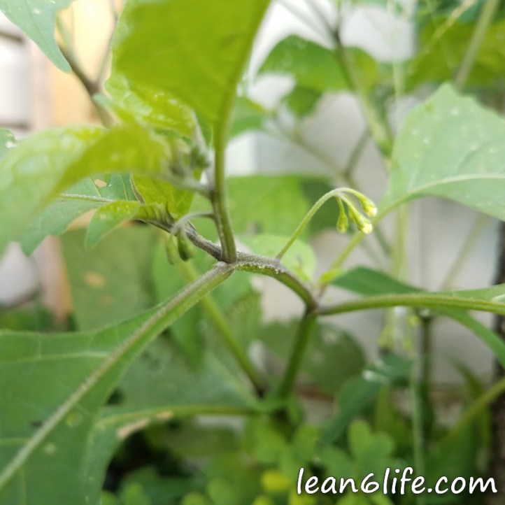 Winged stems of black nightshade