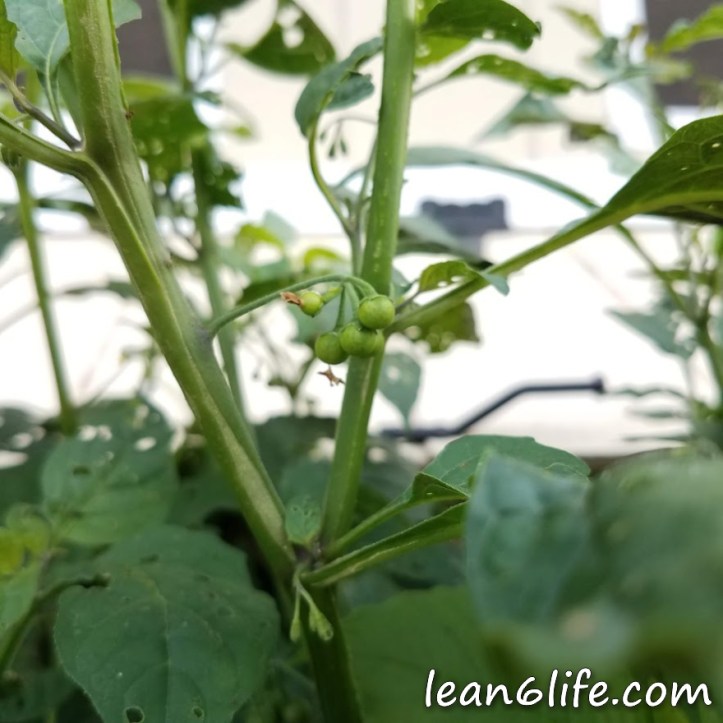 Black nightshade's unripe berries