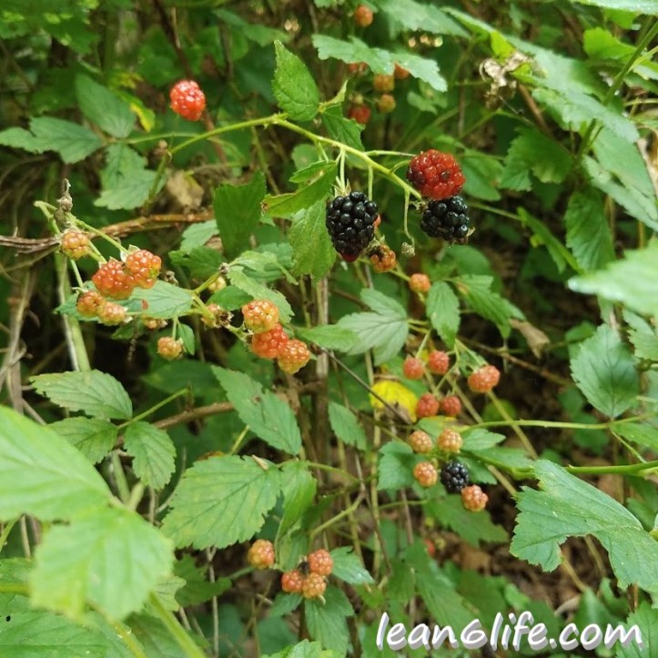 Blackberries ripening