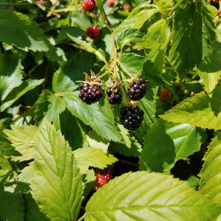 Ripe wild blackberries