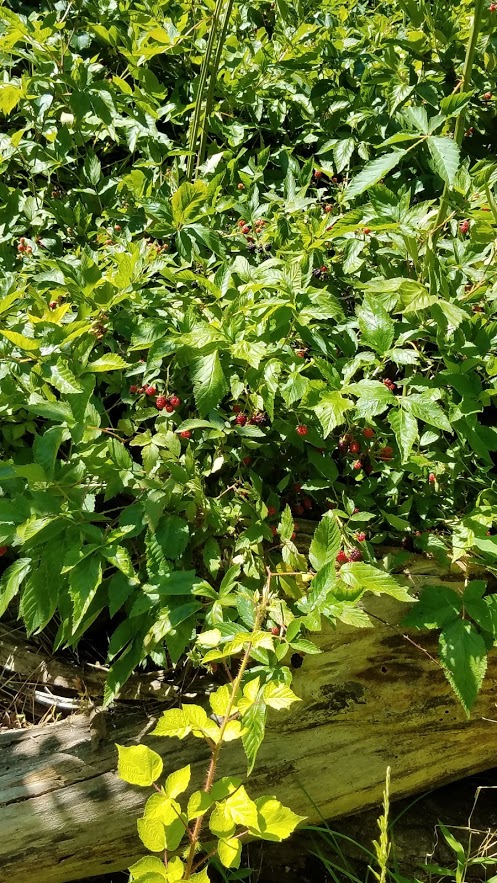 The blackberry thicket