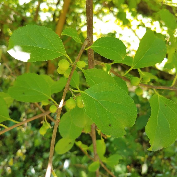 Buckthorn - NOT EDIBLE