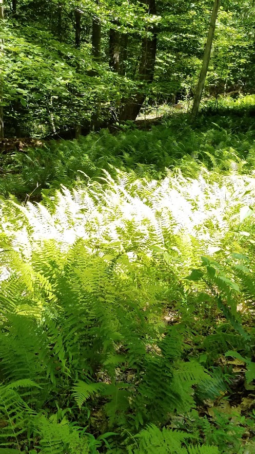 Forest floor carpeted with ferns
