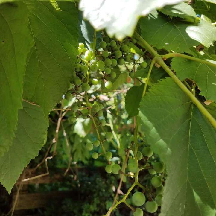 Wild grapes within arm's reach