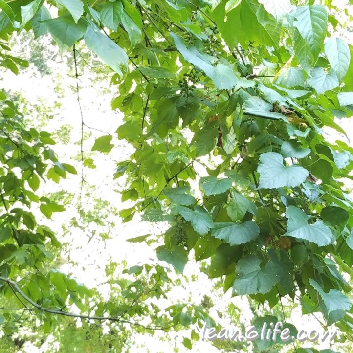 Grapes just out of reach